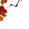 🍂