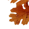 🍂