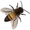 🐝