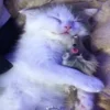 😴