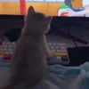 🖥