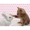 💖