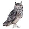 🦉