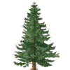 🌲