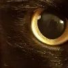 🐈‍⬛