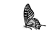 🦋
