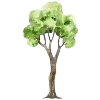 🌳