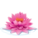 🌺