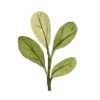 🌱