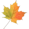 🍁