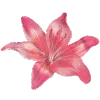 🌺
