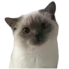 🐈
