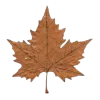 🍁