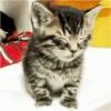 🐱