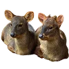 🦌