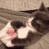 🐾