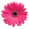 🌺