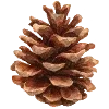 🍁