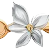 🌼