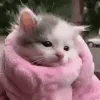 🐱