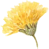 🌼