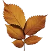 🍁