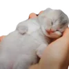 🐱