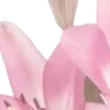⭐