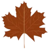 🍁
