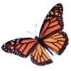 🦋