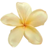 🌼