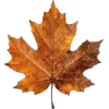 🍁