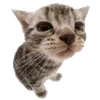 🐱