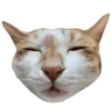 🐱