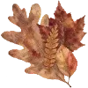 🍂