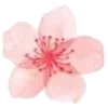 🌸
