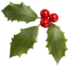 🎄