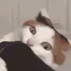 🐈