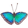 🦋