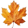 🍁