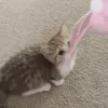 🐱
