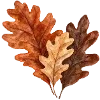 🍂