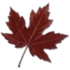 🍁