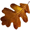 🍂