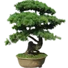 🎋