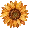 🌻