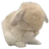 🐇