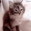 🐱