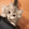 🐈
