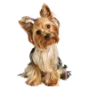 🐶